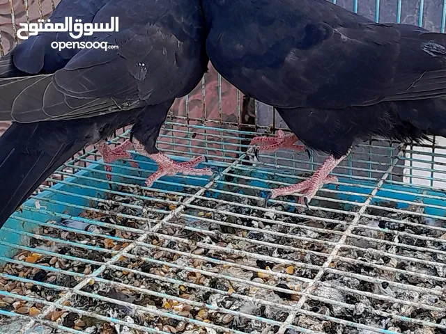 للبيع حمام قلابي  اقرا الوصف تحت