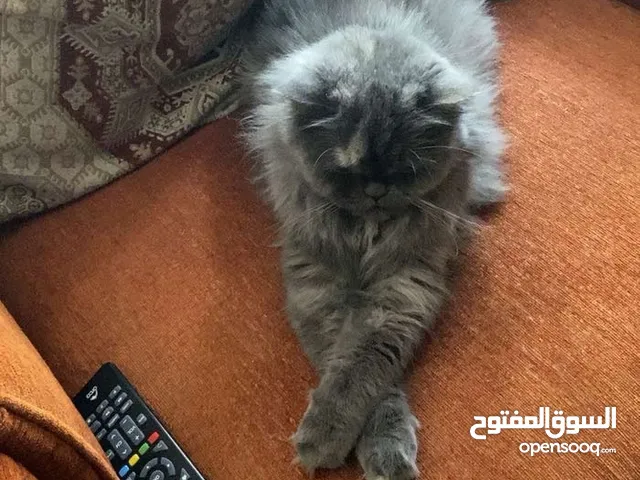 قطه للتبني و التزاوج