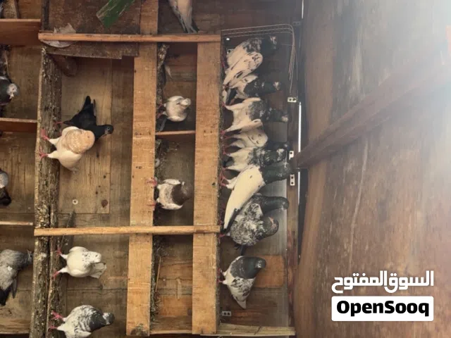 للبيع حمام باكستاني تيدي