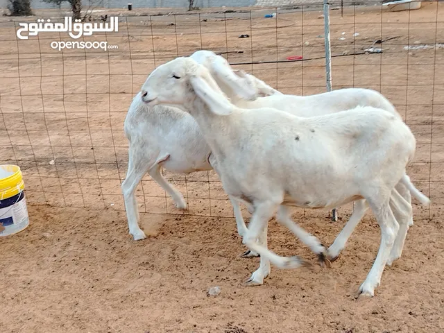 3 نعجات بلامي مد وعلو ربي يبارك فيهم زوز اعشار بالجهاز ووحدة امكسبة سنهم جامعات الفر موضح في الصور ا