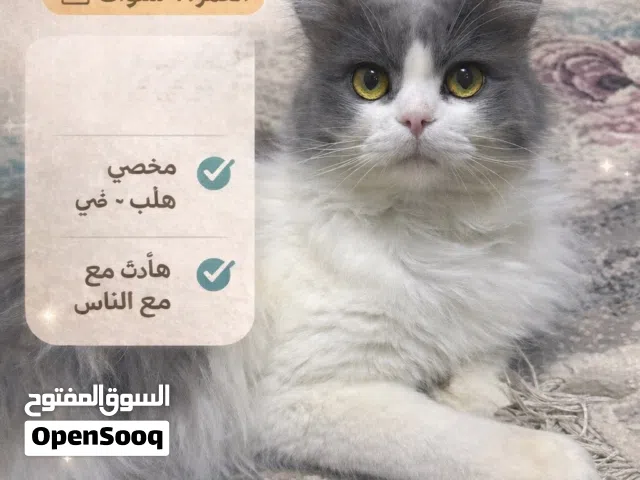 قط مهجن للبيع