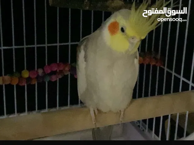 طيب كروان للبيع لاعلى سوم