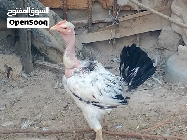 السلام عليكم