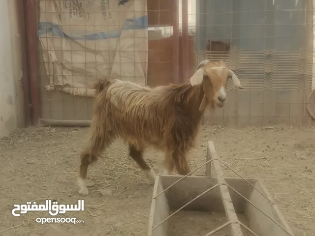 غنم رسين ماشاء الله طيبات مع بعض 130