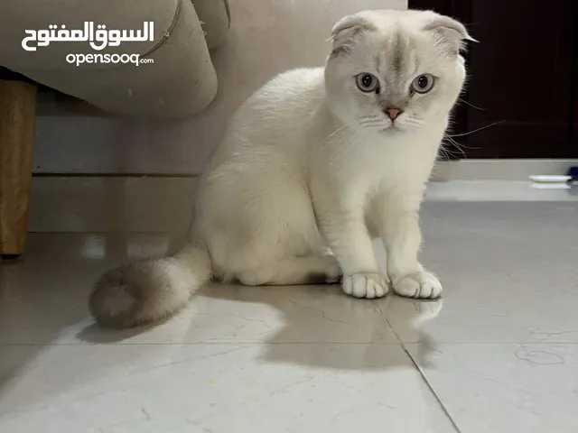 قط سكوتش فولد ذكر  Scottish fold male