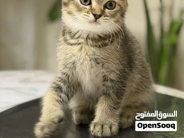 Pure Scottish fold