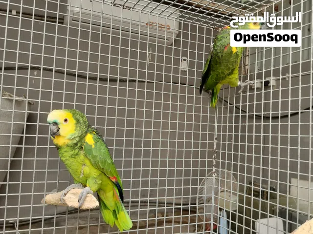 زوج امازون بلو فرونتد جاكو
