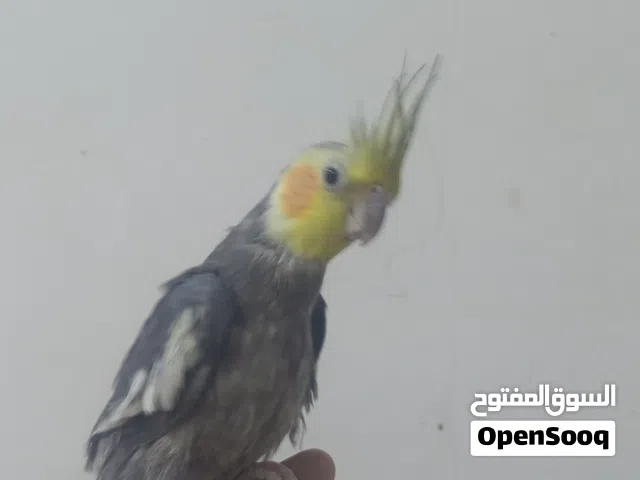 كوكتيل اليفات
