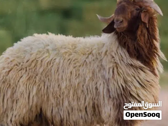 قصاب جزار لذبح وتقطيع الذبائح أمام باب بيتك