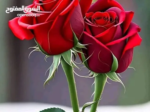 ايجار استديوا