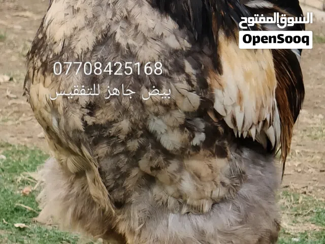 بيض براهما جاهز للتفقيس