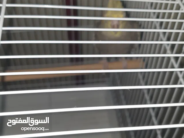 كروان صغير عمر 4 أشهر أليف جداً مع قفص كامل وستاند + أكل شهرين