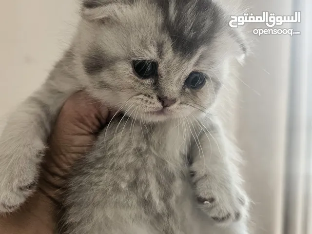 سكوتش فولد واستريت ليست للتبنى سلاله نقيه جداا Scottish fold and straight
