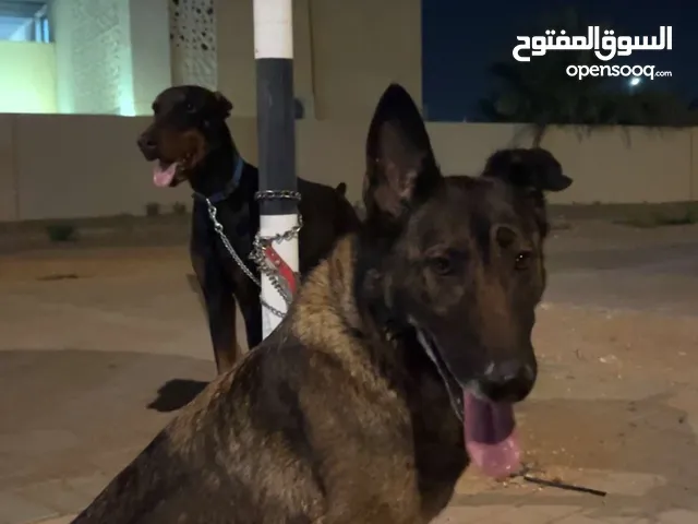 جيرمن سيبل و دبرمان