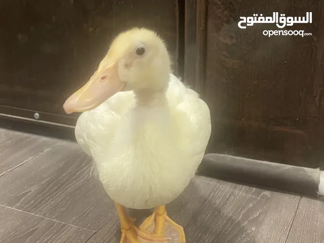 بطة صغيرة للبيع