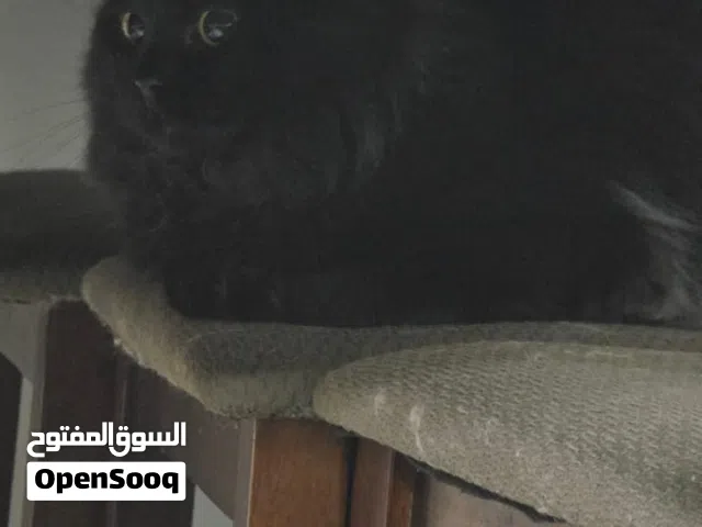 سكونش فولد اسود ذكر وثلاث شيرازي أصفر بدون رسوم