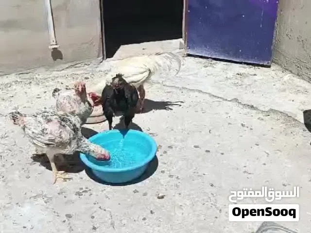 ثلاث دجاجات وديك للبيع في جبل النصر