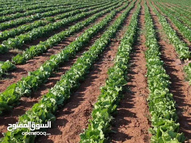 Farm Land for Sale in Niğde Bor