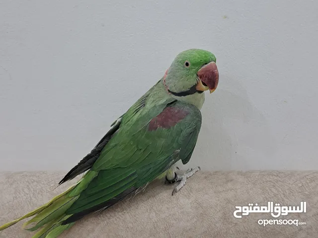 بيعه سريعه