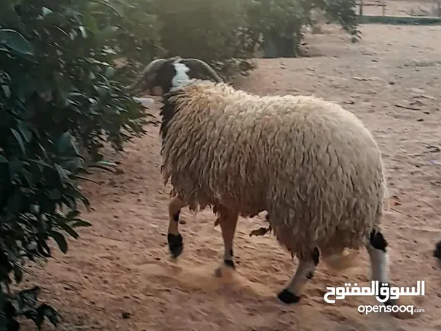 خروف وطني الله يبارك مسلان مسكر