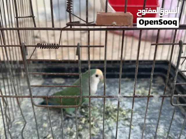 انثى بركديلو سعرها 70 دينار بي القفص