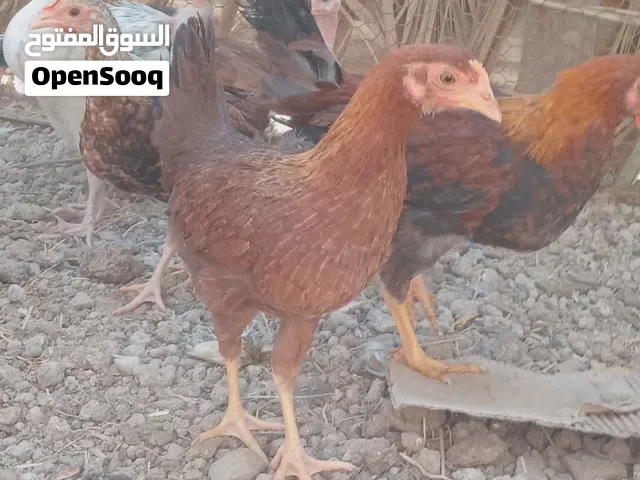 فراريج عرب