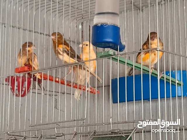 متاح 4 مخاليف حبه طويله ما شاء الله عليهم