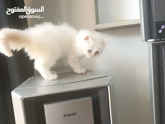 هملايا اورنج