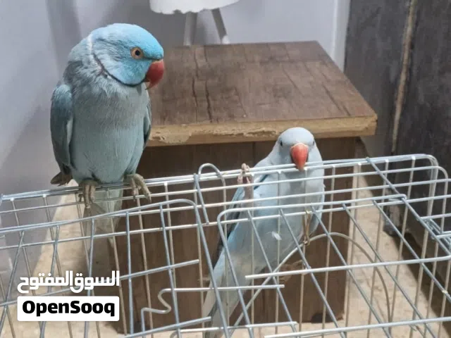 ببغاء دره هندي ازرق ذكر وانثى