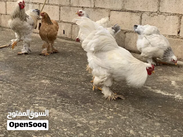 متوفر بيض براهما من الفواخر ما شاء الله