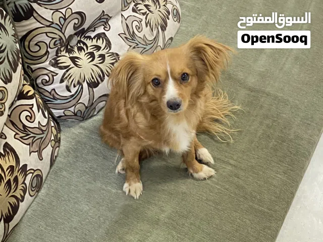 للبيع كلب زينه