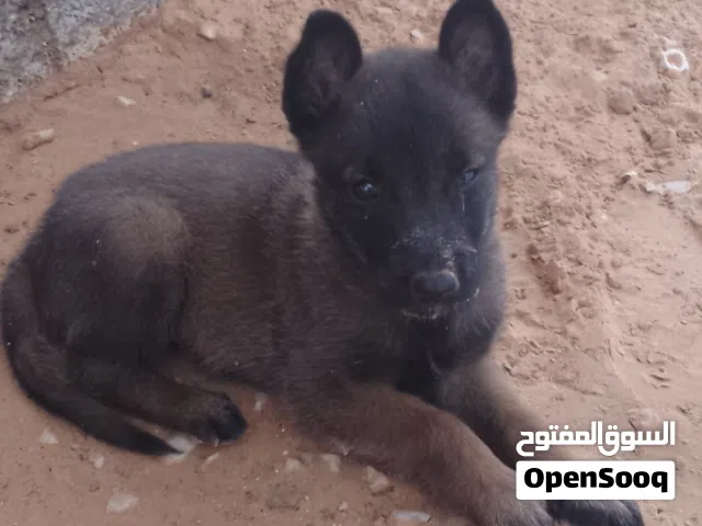 2 جرواي مينوا دكور درجة اولى