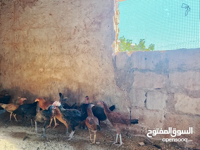 دجاج بلدي وبناديق باكستاني للبيع