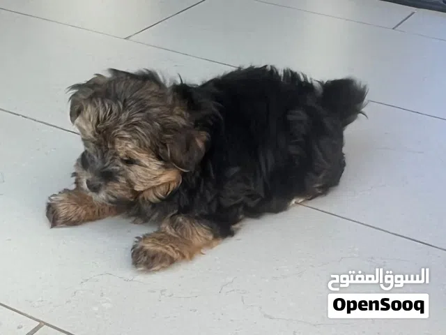 كلاب عمر شهرين dogs