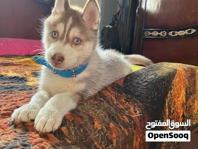 للبيع جرو هاسكي لونج هير  العمر  3 شهور