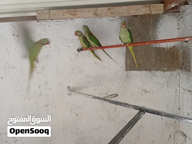 زوز كوبية دره امريكيه الله يبارك ساوم بي القدو وإن شاء الله تربح