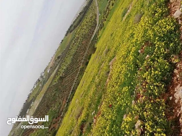 Farm Land for Sale in Irbid An-Nuayyimah