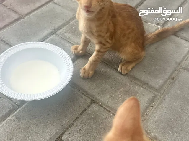2 beautiful cats for adoption