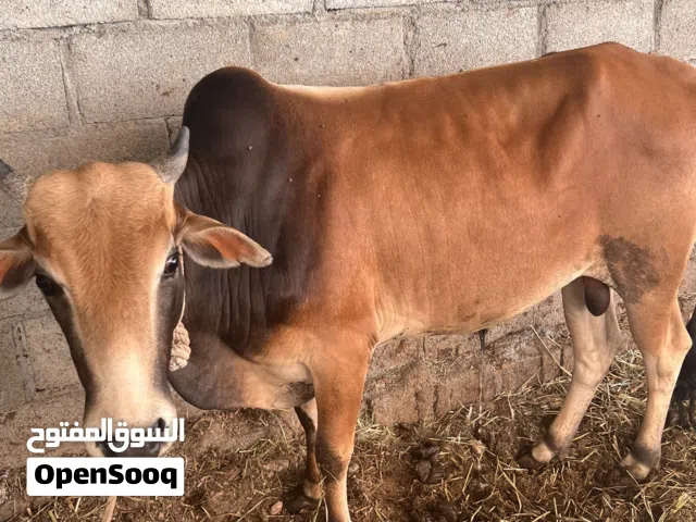 ثور وعجلات سمان لتربيه او لذبح