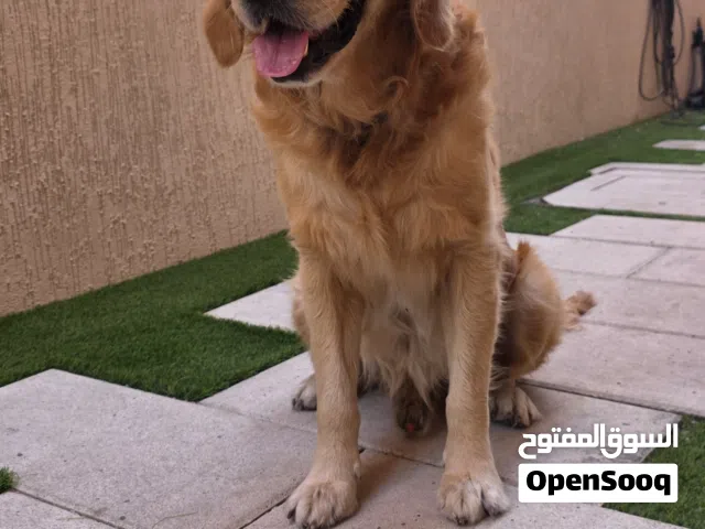 Purebred Golden Retriever is looking for a loving family