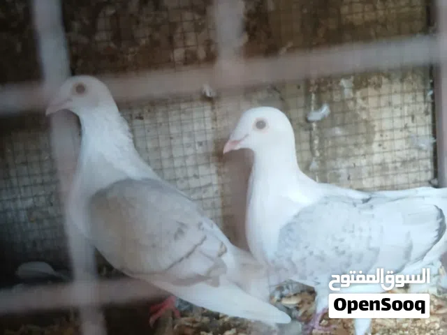 مكتف حب الرمان