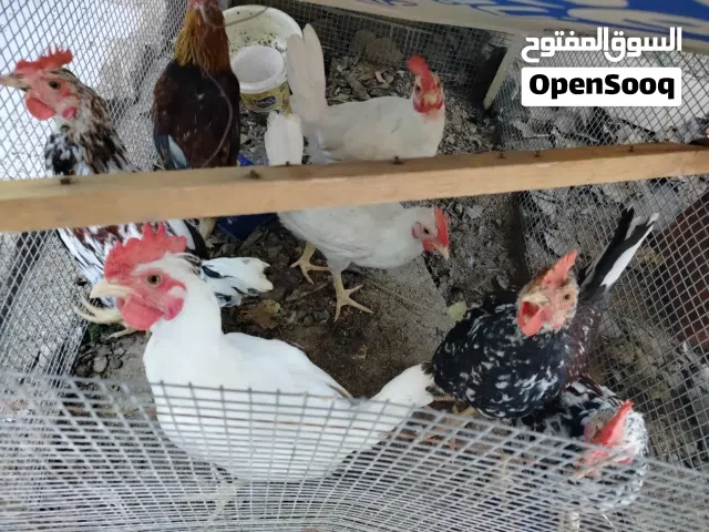 6ديوجه مع دجاجه كافه