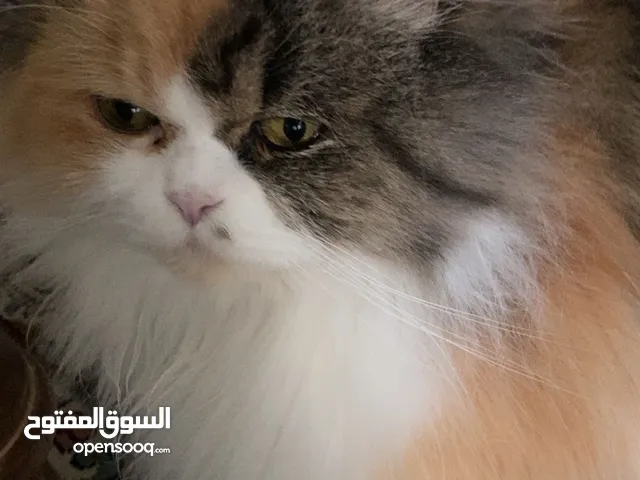 القطه شيرازي