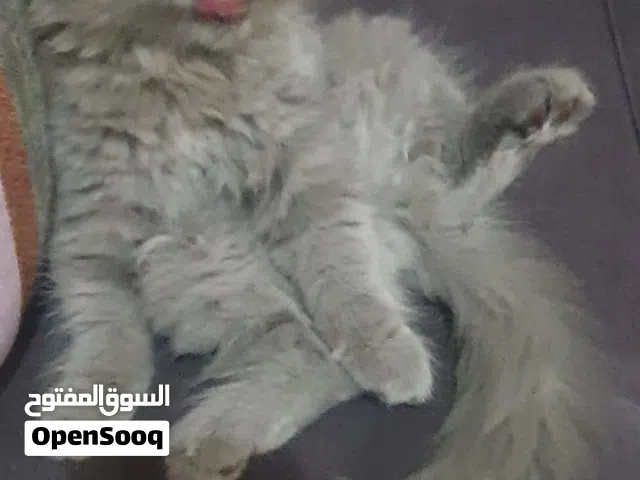 قطط للبيع