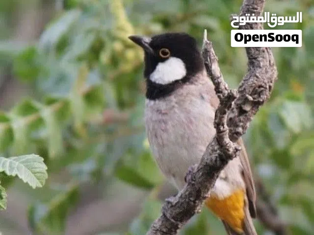 بلبل فاوي طير مال جني بي طوال وبي ترتيب اسمع تسجيل وتجي تكعد جوه طير