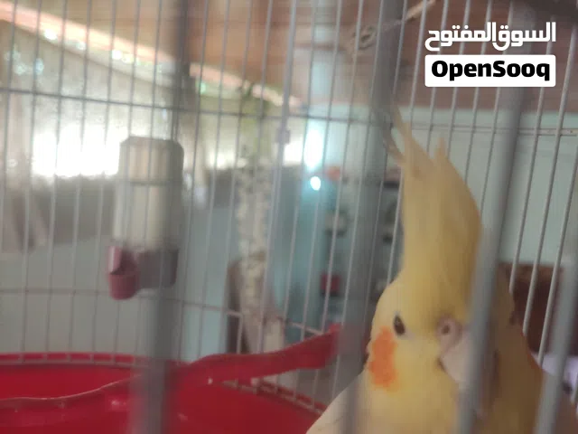 طيره كوكتيل 17 دينار