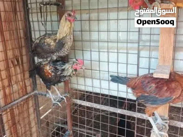 ديوك بلدي نخب