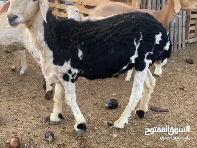 كبش ود سنه ونص