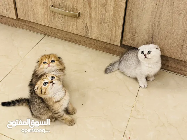 للبيع سكوتش قولد وسلفر شردد ابيض شورت هير