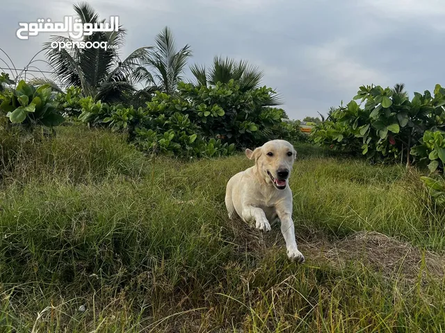 للبيع جرو ابلدور عمر 6 اشهر مطعم